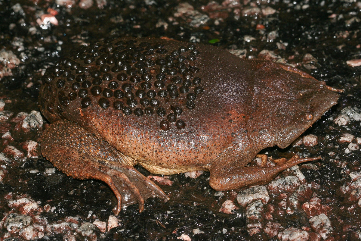  “Ổ trứng sống” trên lưng. Cóc Suriname (Pipa pipa) nổi tiếng với cách sinh sản kỳ lạ khi con cái mang trứng cấy trực tiếp vào da lưng, nơi chúng phát triển cho đến khi nở. Ảnh: Pinterest.