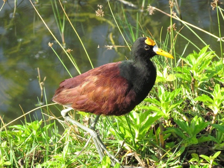  Nhiều loài gà nước đã tuyệt chủng trên các đảo. Do khả năng bay kém và sống ở môi trường biệt lập, nhiều loài gà nước trên các đảo đã tuyệt chủng sau khi con người mang theo mèo, chuột và các loài săn mồi khác đến. Điều này khiến họ Rallidae trở thành một trong những nhóm chim có nhiều loài tuyệt chủng trong lịch sử gần đây. Ảnh: Pinterest.
