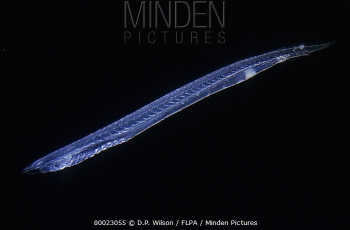  Phân bố rộng nhưng ít được chú ý. Lưỡng tiêm xuất hiện ở nhiều vùng biển ấm trên thế giới, nhưng do kích thước nhỏ và sống ẩn mình, chúng hiếm khi được con người quan sát trực tiếp. Ảnh: mindenpictures.com.