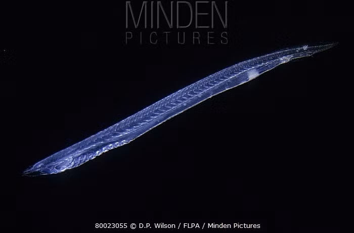  Phân bố rộng nhưng ít được chú ý. Lưỡng tiêm xuất hiện ở nhiều vùng biển ấm trên thế giới, nhưng do kích thước nhỏ và sống ẩn mình, chúng hiếm khi được con người quan sát trực tiếp. Ảnh: mindenpictures.com.