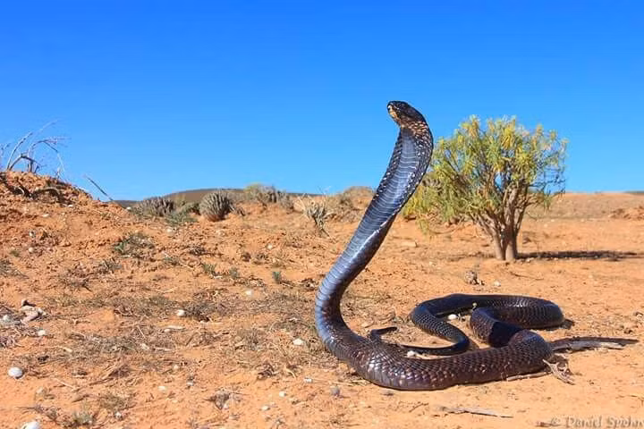  5. Sống ở nhiều môi trường khác nhau. Rắn hổ mang Ai Cập có thể sống ở sa mạc, thảo nguyên, đồng cỏ và cả gần khu dân cư. Ảnh: Pinterest.