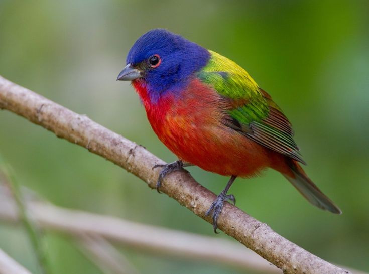  Là một trong những loài chim sặc sỡ nhất thế giới. Chim sẻ hoa nổi bật với bộ lông đa sắc gồm xanh lam, đỏ, vàng và lục, khiến nó thường bị nhầm với chim nhiệt đới. Ảnh: Pinterest.