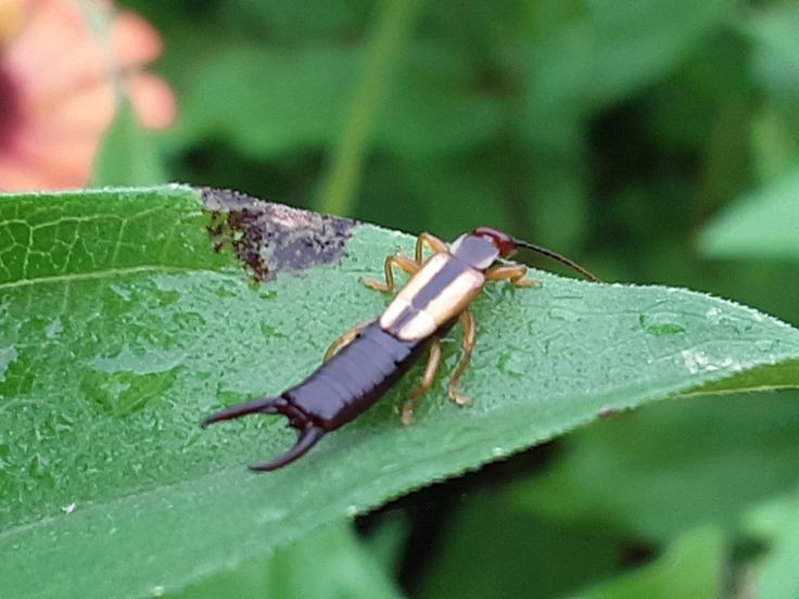  Một số loài bọ xâu tai sống ký sinh trên dơi. Một nhóm nhỏ trong bộ Dermaptera, thuộc họ Arixeniidae và Hemimeridae, đã tiến hóa để sống trên cơ thể dơi hoặc chuột. Những loài này không có cánh và sống như ký sinh trùng, ăn da chết hoặc dịch tiết của vật chủ. Ảnh: Pinterest.