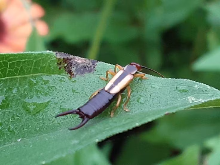  Một số loài bọ xâu tai sống ký sinh trên dơi. Một nhóm nhỏ trong bộ Dermaptera, thuộc họ Arixeniidae và Hemimeridae, đã tiến hóa để sống trên cơ thể dơi hoặc chuột. Những loài này không có cánh và sống như ký sinh trùng, ăn da chết hoặc dịch tiết của vật chủ. Ảnh: Pinterest.
