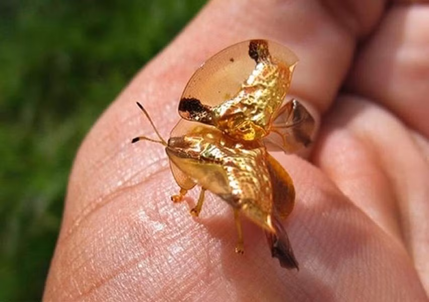 Bằng cách thay đổi hệ thống luân chuyển mạch trong cơ thể, bọ rùa vàng sẽ biến đổi hình dạng tùy vào môi trường.