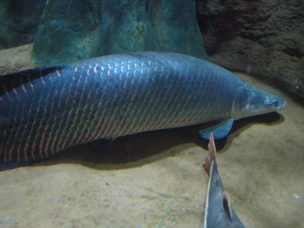  Vảy cá cứng như áo giáp. Vảy của cá hải tượng long rất dày và chắc, có cấu trúc nhiều lớp giúp chống lại các vết cắn từ kẻ săn mồi như cá piranha. Nhờ “bộ giáp” này, chúng có thể tồn tại trong môi trường cạnh tranh khốc liệt. Ảnh: Flickr.