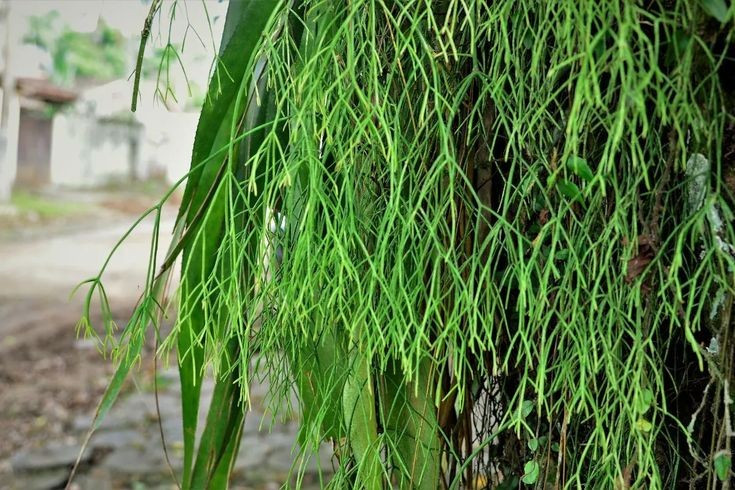  Xương rồng sống trên cây. Xương rồng tầm gửi (Rhipsalis baccifera) là loài biểu sinh, thường mọc bám trên thân cây khác thay vì sống dưới đất như đa số xương rồng. Ảnh: Pinterest.