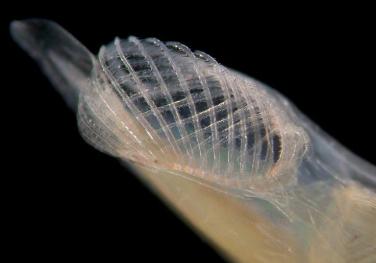  Kiểu ăn lọc thụ động. Lưỡng tiêm sử dụng các khe mang để lọc vi sinh vật và mảnh hữu cơ từ nước biển, cơ chế này tương tự một số tổ tiên xa xưa của động vật có xương sống. Ảnh: Pinterest.