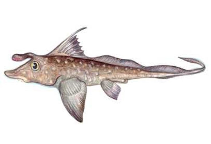  Có gai độc trên vây lưng. Nhiều loài cá toàn đầu mang một gai sắc ở vây lưng, có khả năng tiết độc nhẹ, giúp chúng tự vệ trước kẻ săn mồi trong môi trường biển sâu khắc nghiệt. Ảnh: Pinterest.