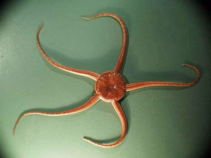  Chúng có thể tự cắt tay để trốn kẻ thù. Hiện tượng này gọi là “tự đoạn chi”, tương tự thằn lằn rụng đuôi. Ảnh: Pinterest.