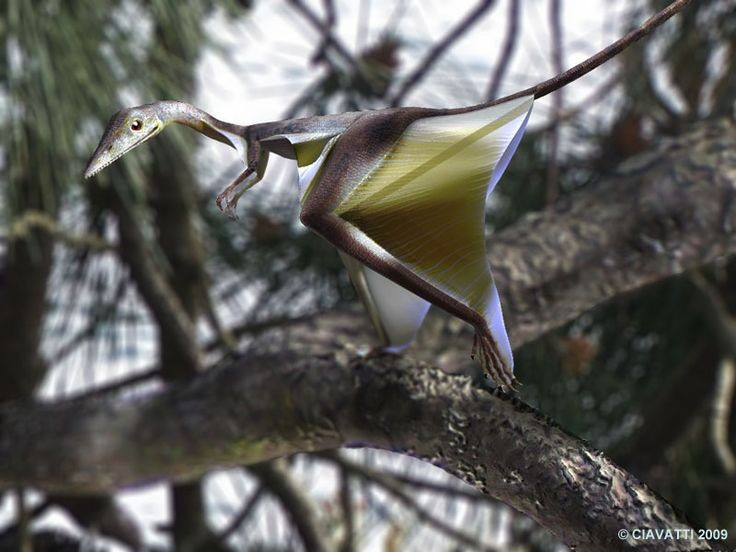  Không phải sinh vật biết bay chủ động. Sharovipteryx được cho là loài lượn, không vỗ cánh, di chuyển bằng cách phóng mình từ cây cao xuống, sử dụng màng da để kiểm soát hướng và giảm tốc độ rơi. Ảnh: Pinterest.