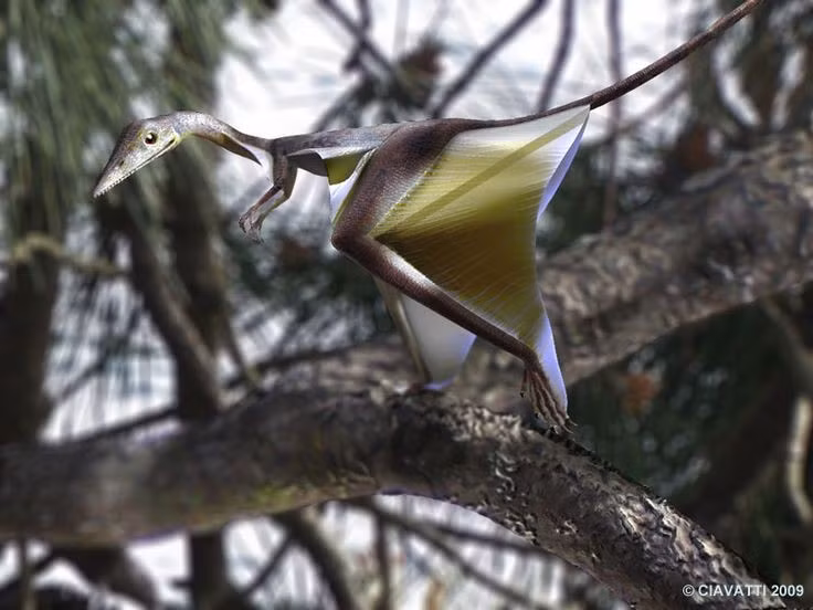  Không phải sinh vật biết bay chủ động. Sharovipteryx được cho là loài lượn, không vỗ cánh, di chuyển bằng cách phóng mình từ cây cao xuống, sử dụng màng da để kiểm soát hướng và giảm tốc độ rơi. Ảnh: Pinterest.