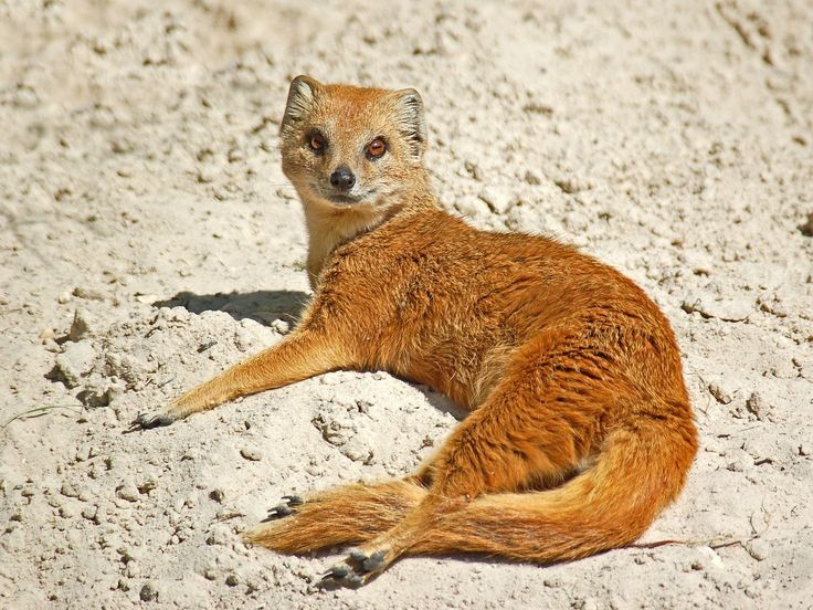  Vai trò kiểm soát sinh vật gây hại. Nhờ săn bắt rắn, chuột và côn trùng, cầy lỏn góp phần hạn chế nhiều loài gây hại cho con người. Ở một số khu vực, chúng từng được nuôi hoặc bảo vệ như “vệ sĩ tự nhiên” cho làng mạc. Ảnh: Pinterest.