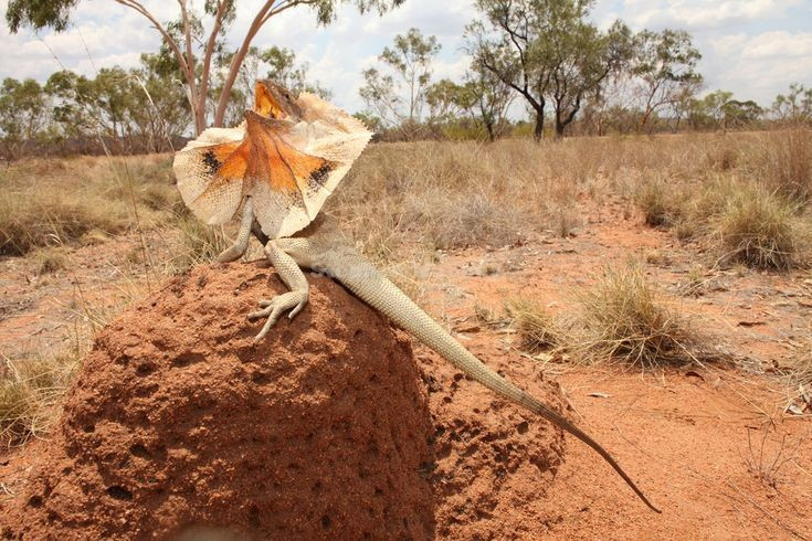  Phân bố chủ yếu ở Bắc Úc và New Guinea. Loài này sinh sống trong các khu rừng thưa, savan và vùng cây bụi, nơi có khí hậu nóng và khô theo mùa. Chúng thường sống trên cây, chỉ xuống mặt đất khi săn mồi hoặc di chuyển giữa các khu vực sinh cảnh. Ảnh: Pinterest.