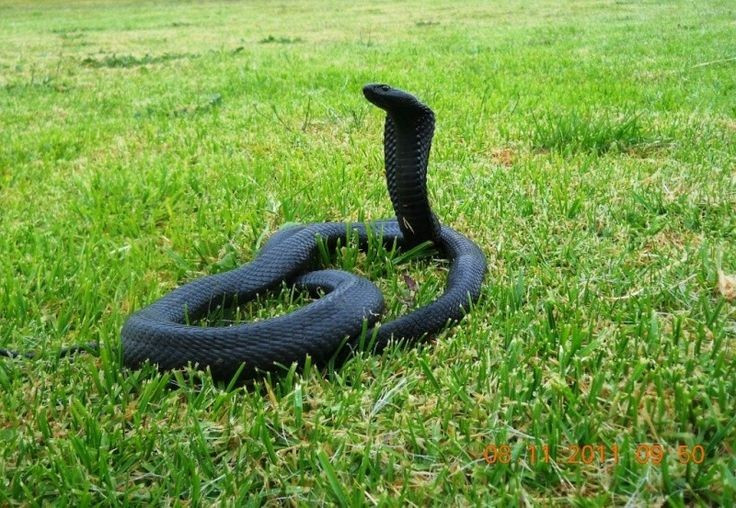  Phân bố rộng ở châu Phi. Naja nigricollis sinh sống khắp miền hạ Sahara, từ Tây Phi, Trung Phi đến Đông và Nam Phi, thích nghi tốt với nhiều môi trường. Ảnh: Pinterest.