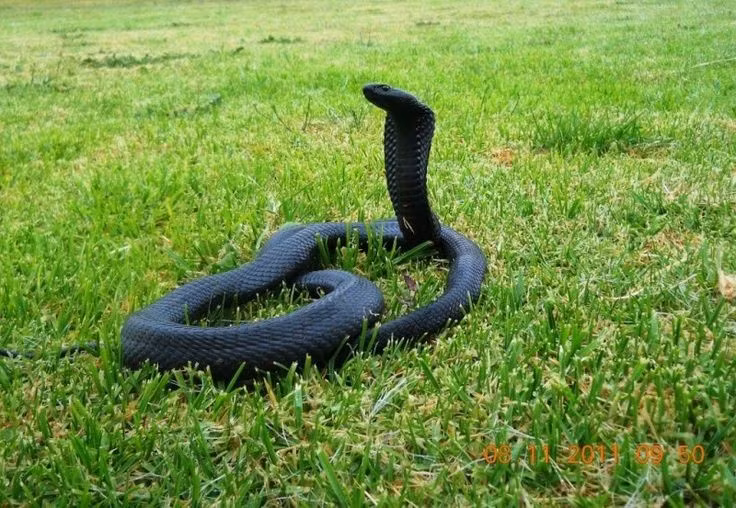  Phân bố rộng ở châu Phi. Naja nigricollis sinh sống khắp miền hạ Sahara, từ Tây Phi, Trung Phi đến Đông và Nam Phi, thích nghi tốt với nhiều môi trường. Ảnh: Pinterest.