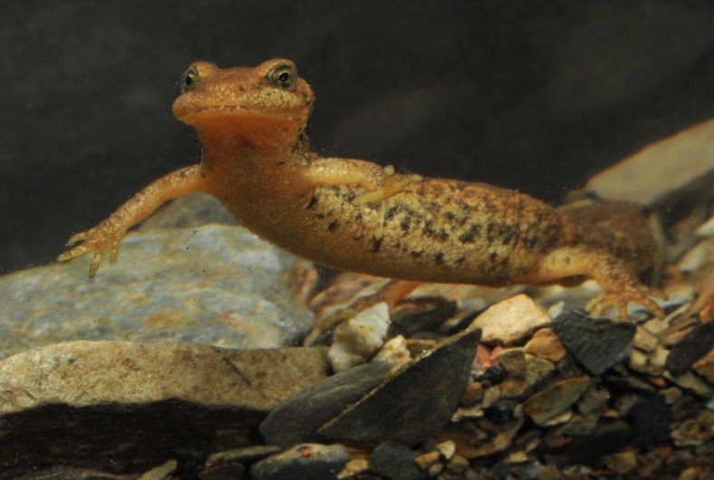  Thức ăn chủ yếu là côn trùng nhỏ. Ấu trùng và con trưởng thành của cá cóc suối Sardinia đều săn mồi trong môi trường nước. Ảnh: calphotos.berkeley.edu.