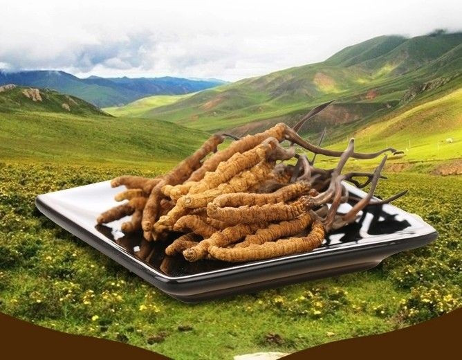  Biểu tượng văn hóa của vùng Himalaya. Ở Tây Tạng và Nepal, mùa tìm đông trùng hạ thảo gần như là một “mùa săn vàng sinh học”. Hàng nghìn người lên núi cao trong nhiều tuần để tìm những cây nấm nhỏ bé này, tạo nên một hiện tượng kinh tế và văn hóa đặc biệt của khu vực. Ảnh: Pinterest.