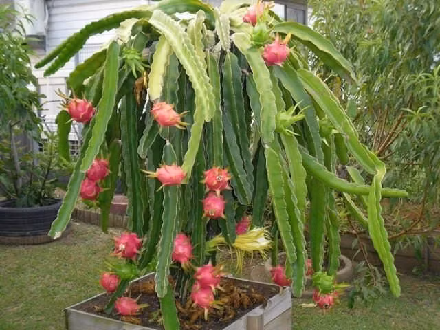  Thuộc họ xương rồng. Thanh long thuộc một chi xương rồng leo (Hylocereus) có nguồn gốc từ châu Mỹ, khác biệt với hình dung quen thuộc về các loài xương rồng sa mạc. Ảnh: Pinterest.