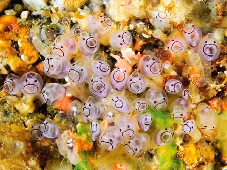  “Quái vật” xâm lấn đại dương. Một số loài động vật có bao phát triển nhanh chóng và bám vào tàu thuyền, lồng nuôi cá, gây thiệt hại kinh tế và được xem là sinh vật xâm lấn nguy hiểm. Ảnh: Pinterest.