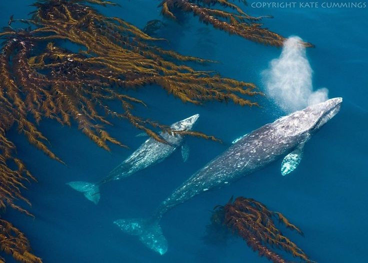  Phương thức kiếm ăn độc đáo dưới đáy biển. Không giống nhiều loài cá voi khác, cá voi xám thường lật nghiêng thân, hút bùn cát từ đáy biển để lọc lấy giáp xác nhỏ, giun và sinh vật đáy qua hệ thống tấm sừng hàm. Ảnh: Pinterest.