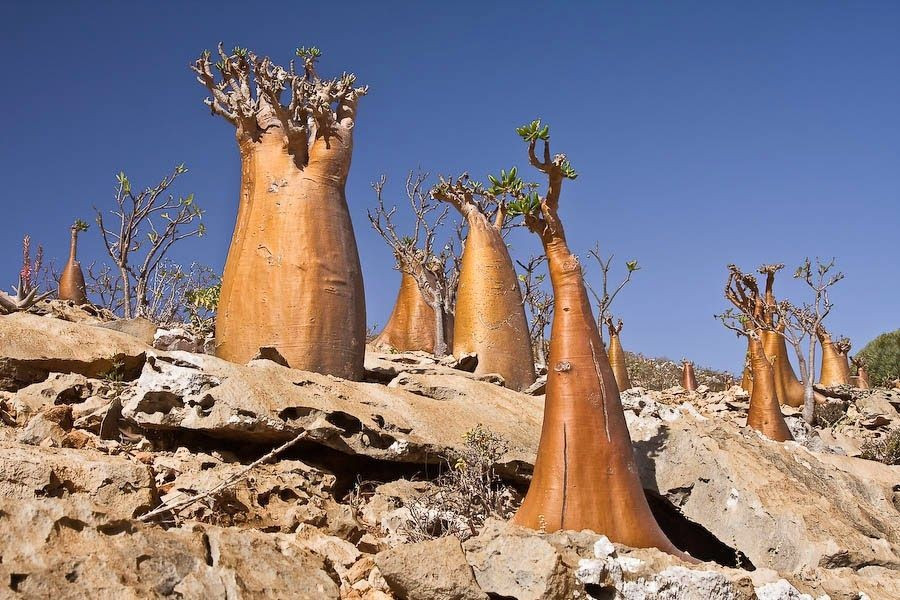  Tỷ lệ loài đặc hữu cực cao. Khoảng một phần ba số loài thực vật tại Socotra không xuất hiện ở bất kỳ nơi nào khác trên Trái Đất. Điều này phản ánh quá trình tiến hóa biệt lập kéo dài hàng triệu năm. Ảnh: Pinterest.