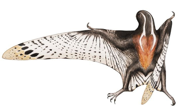  Thường bị hiểu sai trong văn hóa đại chúng. Jeholopterus từng bị mô tả như “ma cà rồng khủng long”, nhưng trên thực tế không có bằng chứng nào cho thấy nó hút máu, mà chỉ là một loài thằn lằn bay nhỏ vô hại. Với hàm ngắn, rộng và nhiều răng nhỏ sắc, Jeholopterus rất phù hợp để bắt côn trùng khi đang bay. Ảnh: Pinterest.