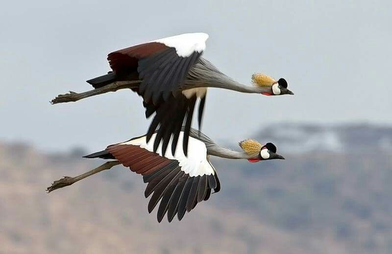  Đang bị đe dọa do mất môi trường sống. Việc đầm lầy bị thu hẹp khiến số lượng cá thể sếu vương miện xám giảm dần qua từng thập kỷ. Ảnh: Pinterest.