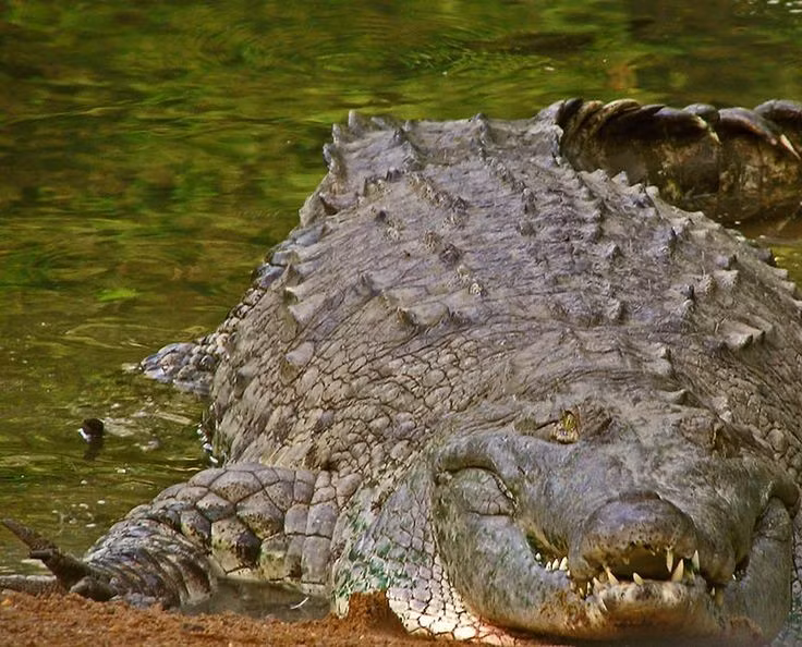  Là một trong những loài cá sấu lớn nhất thế giới. Cá sấu Orinoco có thể dài hơn 5 mét khi trưởng thành. Ảnh: Pinterest.