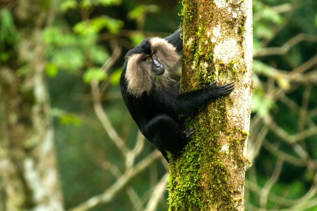  Biểu tượng bảo tồn của rừng Tây Ghats. Khỉ đuôi sư tử thường được xem là loài “chỉ thị”, sự tồn tại của chúng phản ánh trực tiếp sức khỏe của hệ sinh thái rừng mưa cổ xưa Tây Ghats. Ảnh: organikos.net.