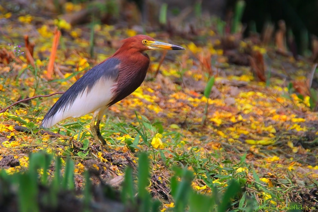  Cái tên gắn với thần rượu. Tên khoa học Ardeola bacchus của cò bợ gợi liên tưởng đến Bacchus - vị thần rượu trong thần thoại La Mã - vì sắc nâu đỏ nổi bật như màu rượu vang ở bộ lông của loài này vào mùa sinh sản. Ảnh: staticflickr.com.