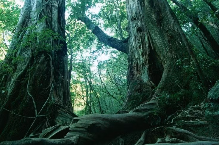  6. Được nhắc đến trong văn học. Tiểu thuyết “Kuroi Jukai” của Seichō Matsumoto đã góp phần khiến Aokigahara gắn liền với ý niệm tìm đến cái chết. Ảnh: Pinterest.