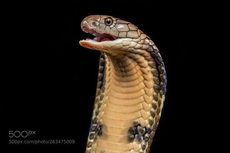  4. Phùng mang để đe dọa kẻ thù. Khi cảm thấy bị đe dọa, rắn hổ mang một mắt kính sẽ nâng cao đầu và xòe rộng phần cổ tạo thành hình phễu – một cơ chế tự vệ hiệu quả khiến kẻ thù chùn bước. Ảnh: Pinterest.