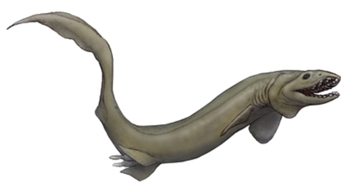  Được xem là “hóa thạch sống” của đại dương. Cá mập mang xếp gần như không thay đổi hình thái suốt hơn 80 triệu năm, giữ lại nhiều đặc điểm của cá mập thời tiền sử đã tuyệt chủng. Ảnh: Pinterest.