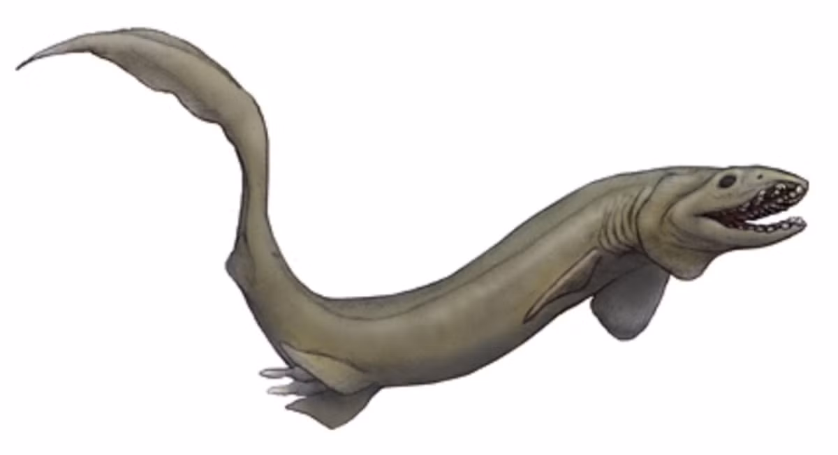  Được xem là “hóa thạch sống” của đại dương. Cá mập mang xếp gần như không thay đổi hình thái suốt hơn 80 triệu năm, giữ lại nhiều đặc điểm của cá mập thời tiền sử đã tuyệt chủng. Ảnh: Pinterest.