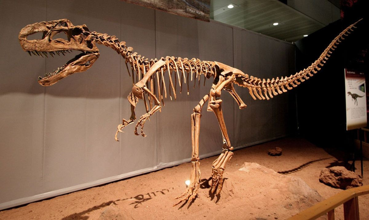  Hóa thạch được tìm thấy tại Trung Quốc. Những mẫu hóa thạch quan trọng của Monolophosaurus được phát hiện ở khu vực Tân Cương, Trung Quốc. Việc tìm thấy bộ xương tương đối hoàn chỉnh giúp các nhà cổ sinh vật học hiểu rõ hơn về cấu trúc cơ thể và mối quan hệ tiến hóa của loài này. Ảnh: Pinterest.