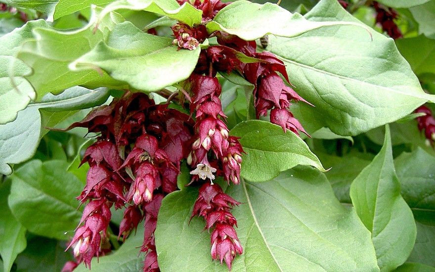  Dễ chăm sóc và chịu lạnh khá tốt. Cây kim ngân Himalaya có thể chịu được nhiệt độ thấp và thích hợp với khí hậu ôn đới mát mẻ. Nó phát triển tốt trên đất ẩm, thoát nước tốt và không đòi hỏi kỹ thuật chăm sóc quá phức tạp, phù hợp với người làm vườn bán chuyên. Ảnh: Pinterest.