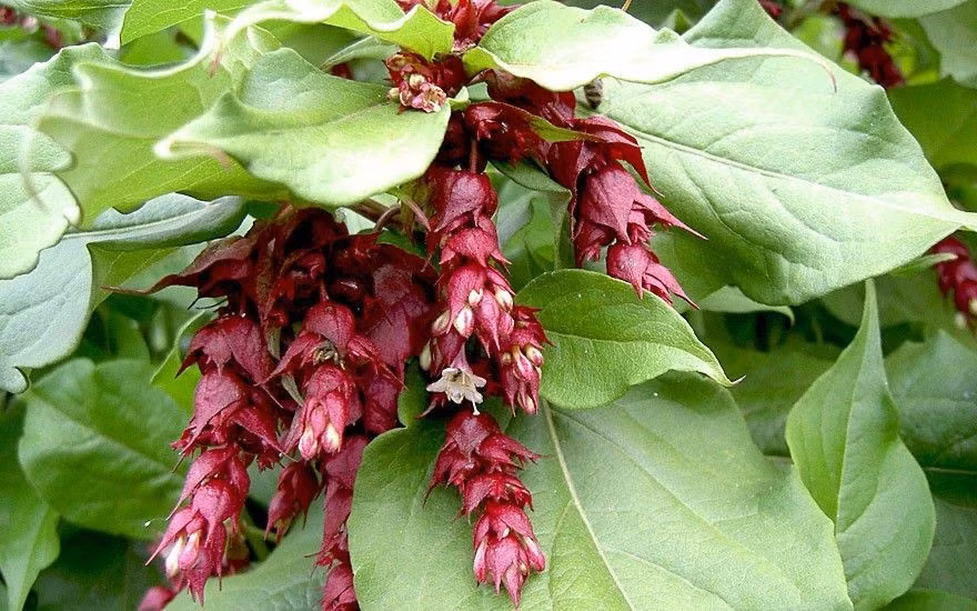  Dễ chăm sóc và chịu lạnh khá tốt. Cây kim ngân Himalaya có thể chịu được nhiệt độ thấp và thích hợp với khí hậu ôn đới mát mẻ. Nó phát triển tốt trên đất ẩm, thoát nước tốt và không đòi hỏi kỹ thuật chăm sóc quá phức tạp, phù hợp với người làm vườn bán chuyên. Ảnh: Pinterest.