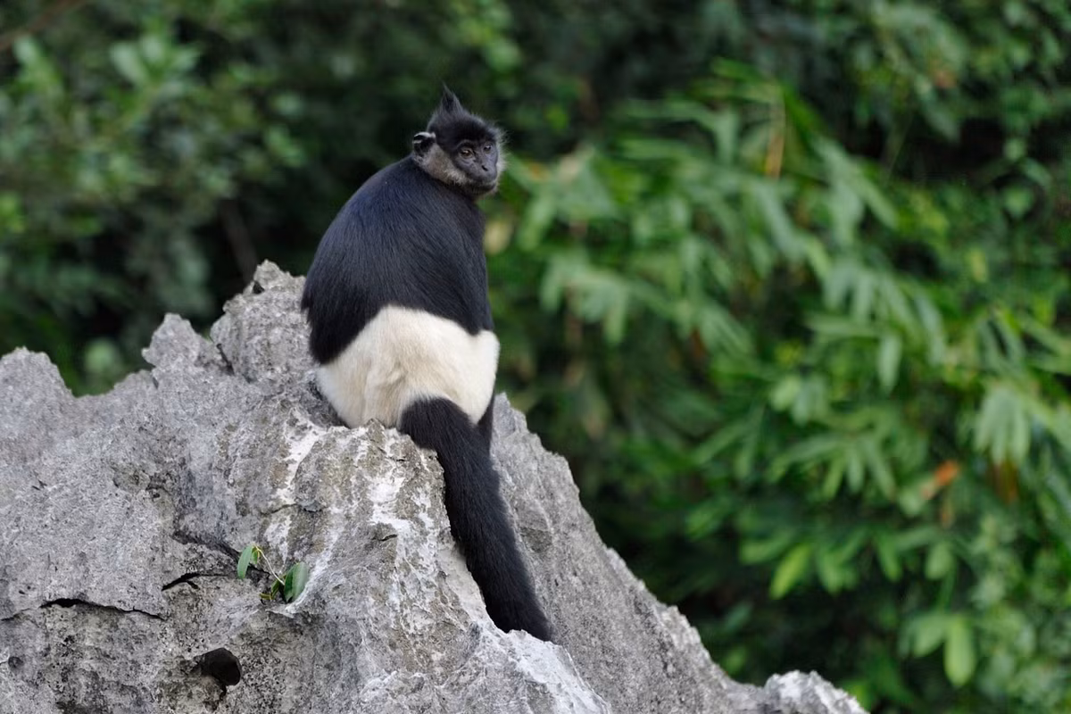  2. Tên gọi “quần đùi trắng” đến từ bộ lông đặc biệt. Phần lông trắng ở mông và đùi trông giống như chiếc quần đùi, nổi bật trên nền lông đen tuyền của toàn thân. Ảnh: Fauna-flora.org.