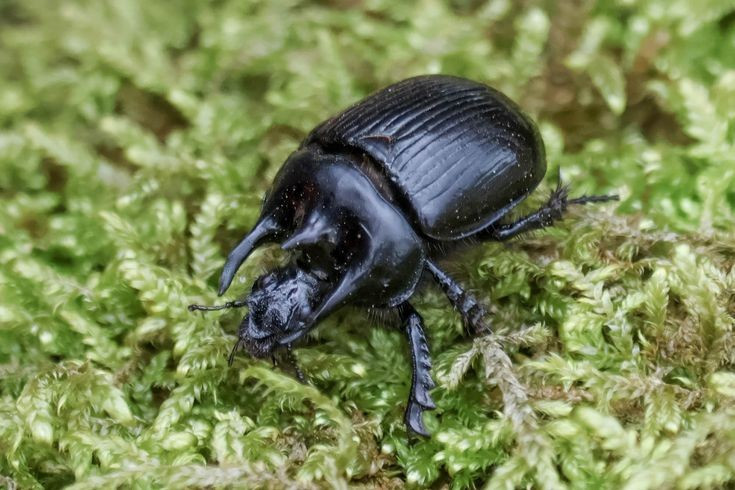  Loài bọ hung mang tên quái vật thần thoại Hy Lạp. Tên của bọ hung Minotaur lấy cảm hứng từ quái vật Minotaur trong thần thoại Hy Lạp, biểu trưng cho sức mạnh, sự thô ráp và hình dạng “đáng sợ” với ba chiếc sừng nổi bật trên đầu con đực. Ảnh: Pinterest.