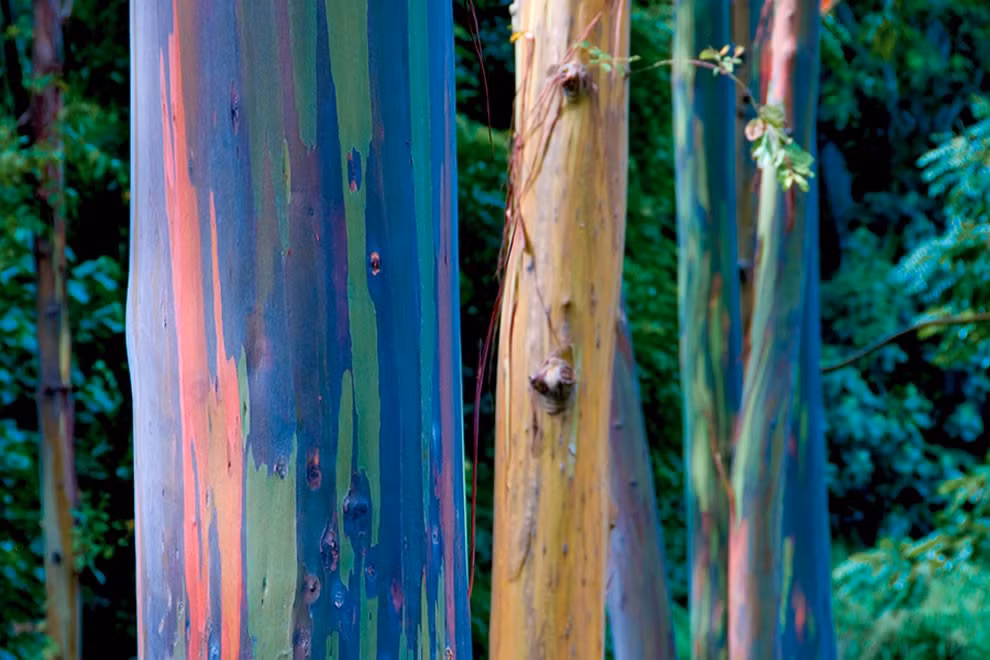  7. Được trồng làm cảnh ở nhiều nơi trên thế giới. Vẻ ngoài sặc sỡ giúp cây bạch đàn cầu vồng trở thành loài cây cảnh đô thị tại nhiều quốc gia có khí hậu ấm áp như Mỹ, Ấn Độ hay Hawaii. Ảnh: discountflooringdepot.co.uk.