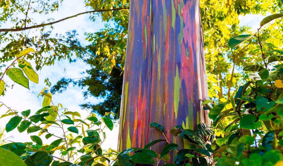  2. Là loài bạch đàn duy nhất sống ngoài Úc. Bạch đàn cầu vồng là loài duy nhất trong chi Bạch đàn sinh trưởng tự nhiên ngoài nước Úc, phổ biến tại Philippines, Indonesia và Papua New Guinea. Ảnh: australiangeographic.com.au.