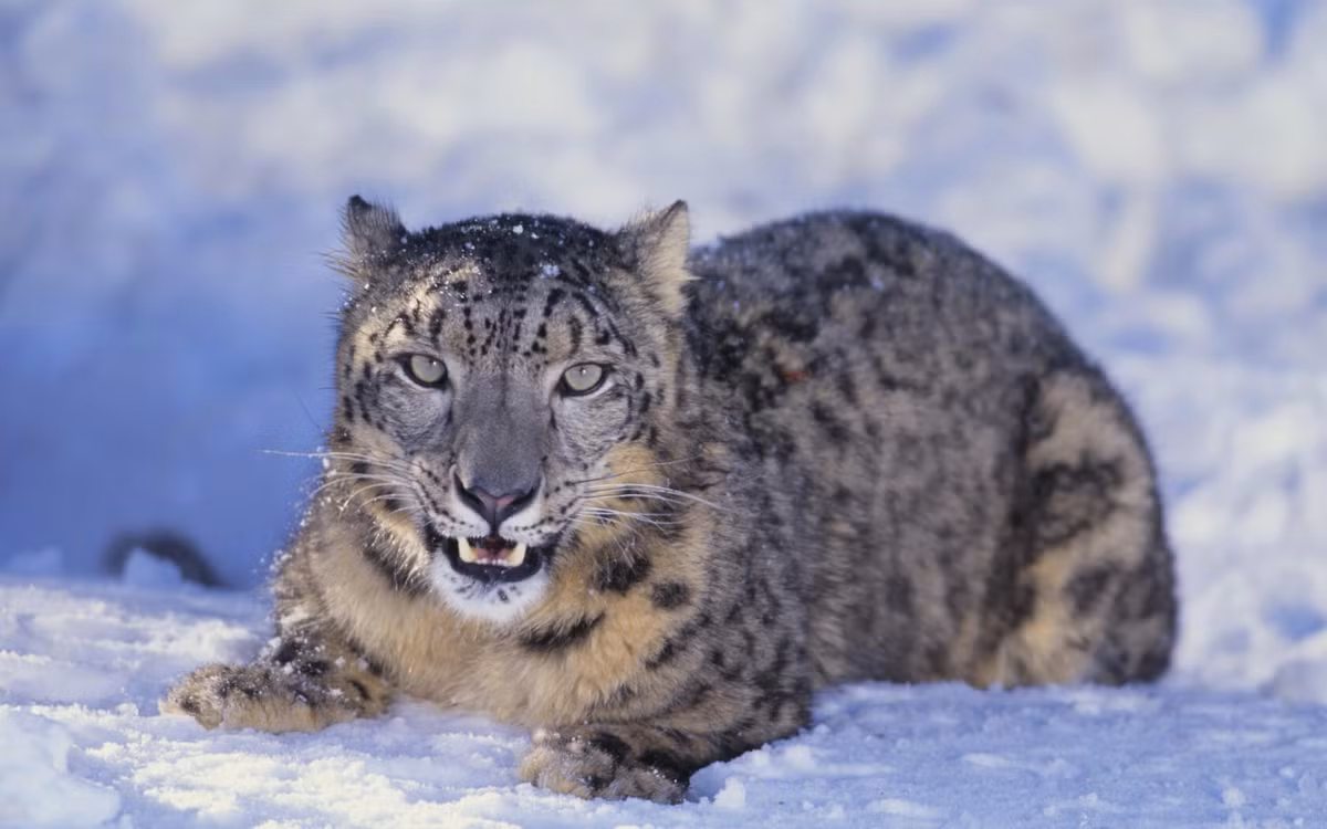  Vườn quốc gia là nơi sinh sống của nhiều loài động vật quý hiếm. Báo tuyết, gấu đen Himalaya, sơn dương Himalaya và chim trĩ Himalaya… là những loài vật độc đáo và quý hiếm được ghi nhận trong khu vực bảo tồn này. Ảnh: sublimetrails.com.