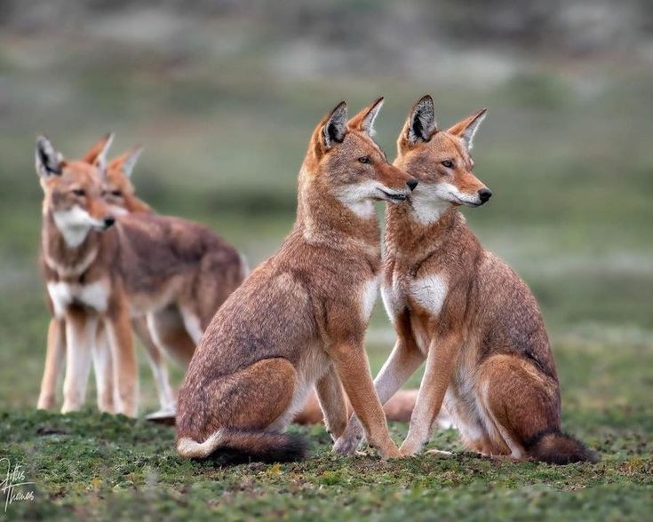  Sống theo bầy nhưng săn mồi một mình. Mỗi bầy thường gồm 6–13 cá thể với một cặp sinh sản chính. Dù hợp tác bảo vệ lãnh thổ, phần lớn thời gian săn mồi lại diễn ra độc lập, giúp giảm cạnh tranh thức ăn trong môi trường khan hiếm. Ảnh: Pinterest.