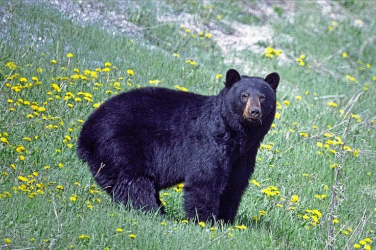  Vai trò quan trọng trong hệ sinh thái. Bằng việc phát tán hạt qua phân và kiểm soát quần thể côn trùng, động vật nhỏ, gấu đen góp phần duy trì sự cân bằng sinh thái của rừng Bắc Mỹ. Ảnh: Pinterest.