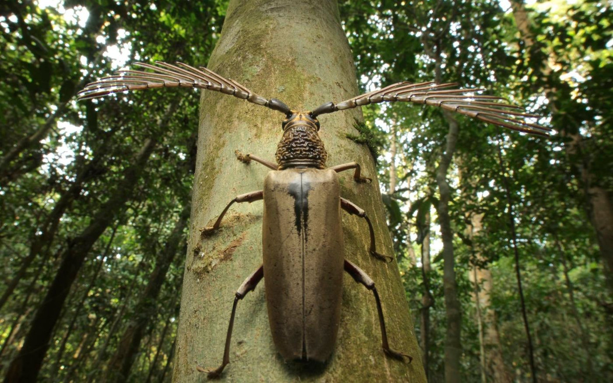  Thuộc họ xén tóc với hình dáng rất dễ nhận biết. Xén tóc Wallace thuộc họ Cerambycidae, nổi tiếng với đôi râu dài thường vượt quá chiều dài cơ thể. Hình thái này không chỉ giúp phân biệt chúng với các loài bọ cánh cứng khác mà còn đóng vai trò quan trọng trong giao tiếp và cảm nhận môi trường xung quanh. Ảnh: insectweek.org.