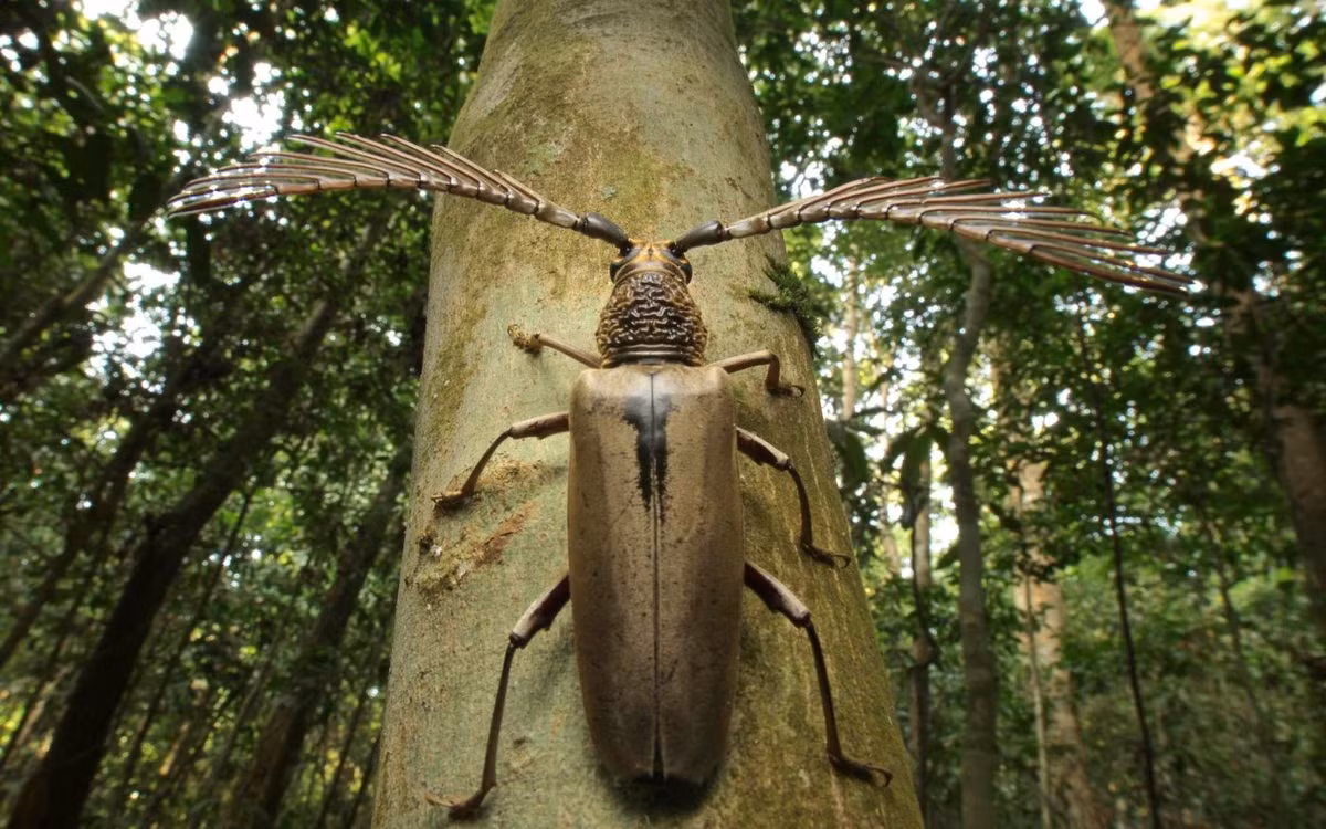  Thuộc họ xén tóc với hình dáng rất dễ nhận biết. Xén tóc Wallace thuộc họ Cerambycidae, nổi tiếng với đôi râu dài thường vượt quá chiều dài cơ thể. Hình thái này không chỉ giúp phân biệt chúng với các loài bọ cánh cứng khác mà còn đóng vai trò quan trọng trong giao tiếp và cảm nhận môi trường xung quanh. Ảnh: insectweek.org.