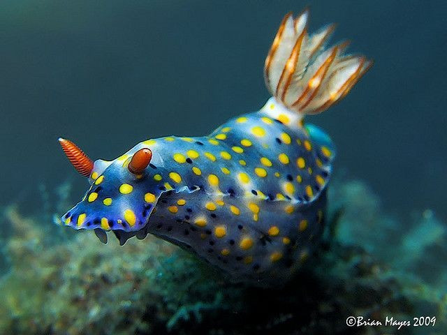  “Tai thỏ” thực chất là cơ quan cảm giác. Hai phần nhô lên trên đầu không phải tai mà là rhinophore – cơ quan khứu giác đặc biệt giúp chúng cảm nhận mùi hóa học trong nước. Nhờ đó, ốc thỏ biển có thể tìm thức ăn và bạn tình giữa môi trường đại dương rộng lớn. Ảnh: Pinterest.