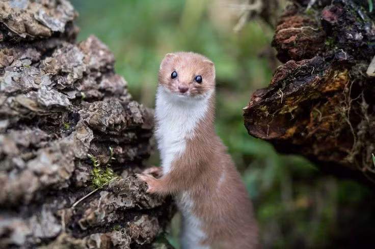  3. Có khả năng chui vào hang chuột đồng để săn mồi. Nhờ thân hình mảnh mai và dẻo dai, chúng có thể đuổi theo con mồi qua các đường hầm nhỏ dưới lòng đất. Ảnh: Pinterest.