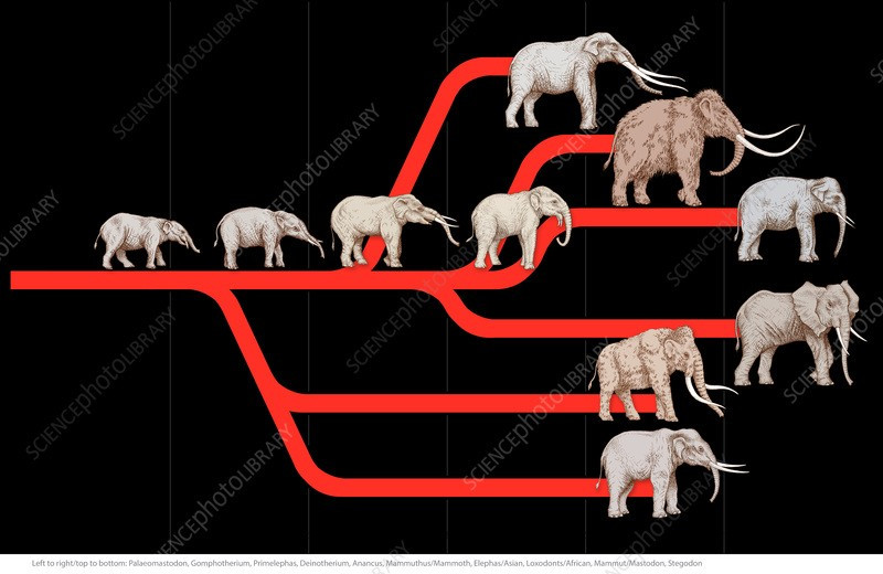  Chìa khóa để hiểu tiến hóa của họ Voi. Palaeomastodon là bằng chứng quan trọng giúp các nhà cổ sinh vật học tái dựng lịch sử tiến hóa của voi. Từ hình dạng ngà, răng cho đến cấu trúc sọ, loài này cho thấy con đường tiến hóa dài và đầy biến đổi dẫn tới những “gã khổng lồ” hiện đại. Ảnh: sciencephoto.com.